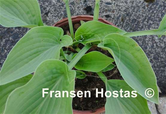 Hosta Lights Out